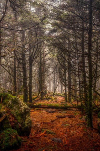 Trail