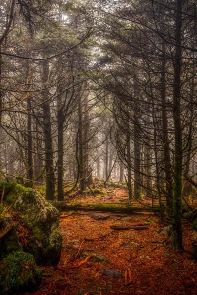 Wooded trail winding through the landscape