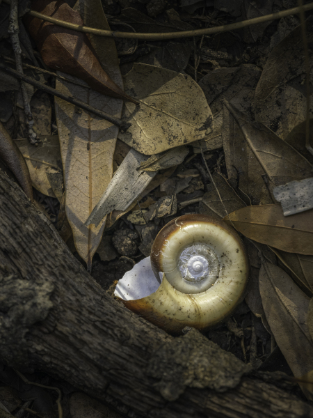 Shell