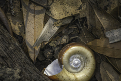 Seashell resting on the sand