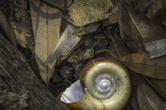 Seashell resting on the sand