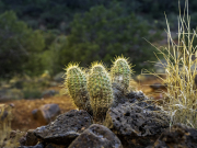 Cactuses