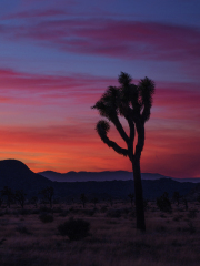 Joshua Tree