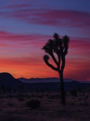 Joshua tree silhouetted against a sunset sky