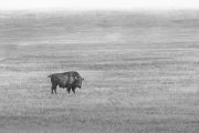 Buffalo
