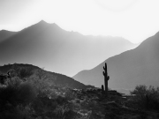 Saguaro in South Mountains