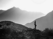 Saguaro cactus in the South Mountains, Arizona