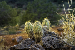 Three saguaro cactuses near Sedona, Arizona