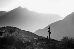 Saguaro cactus in the South Mountains, Arizona