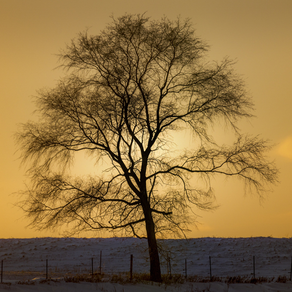 Lone tree in a Minnesota landscape