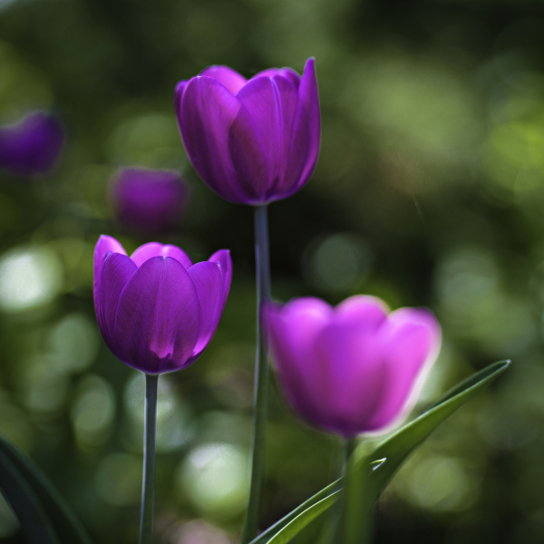 Three tulips in bloom at a Minnesota arboretum
