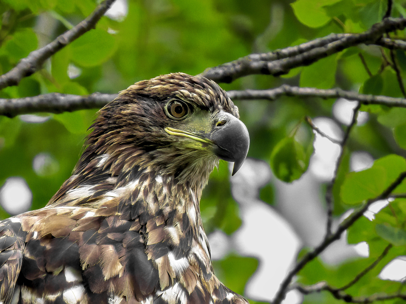 Juvenile bald eagle at Jay Cooke State Park, Minnesota