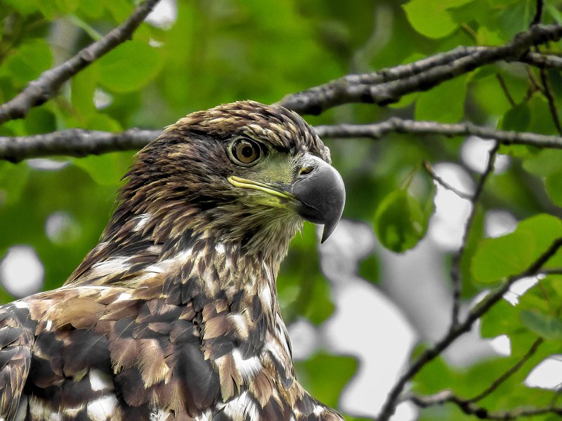 Juvenile bald eagle at Jay Cooke State Park, Minnesota