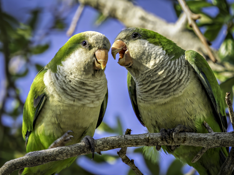 2wildparakeets-5-18-2025-capecoral