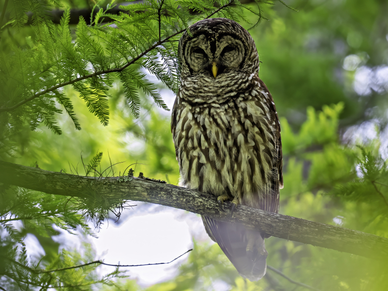 bardowl-5-23-2025