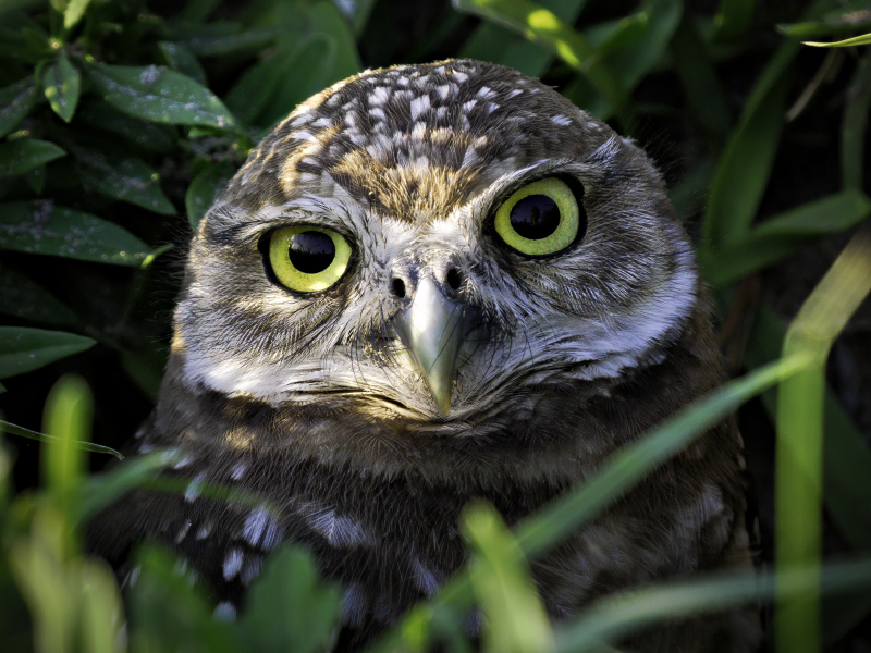 burrowingowl-1-5-23-2025