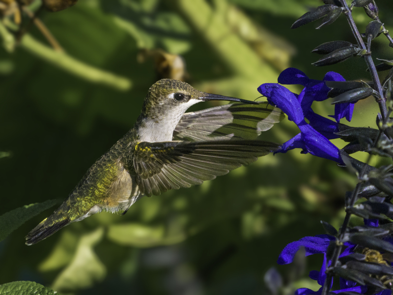 hummingbird-9-7-2024