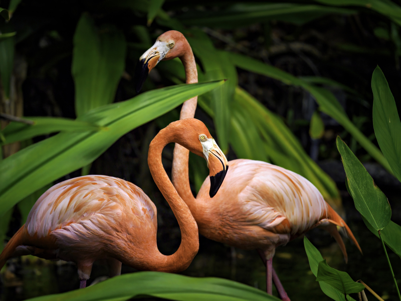pinkflamingos-redo