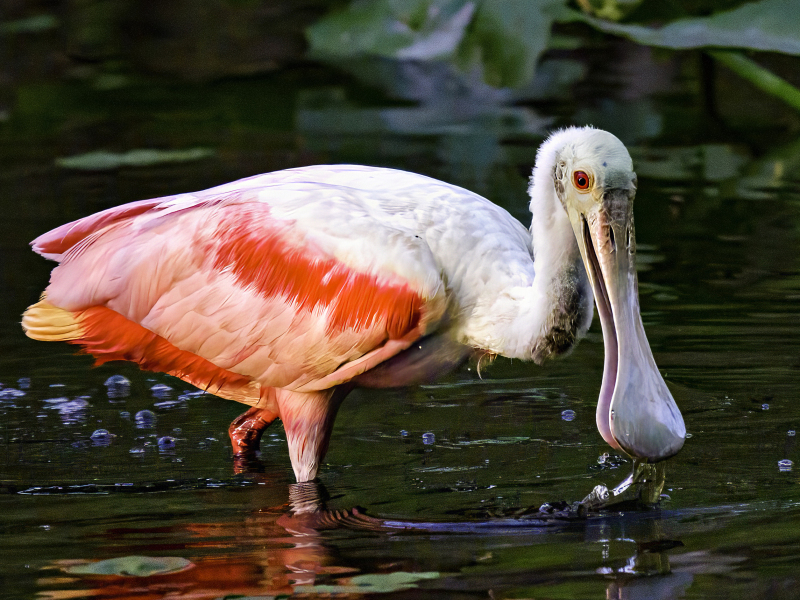 roseatedspoonbill-3-5-20-2025