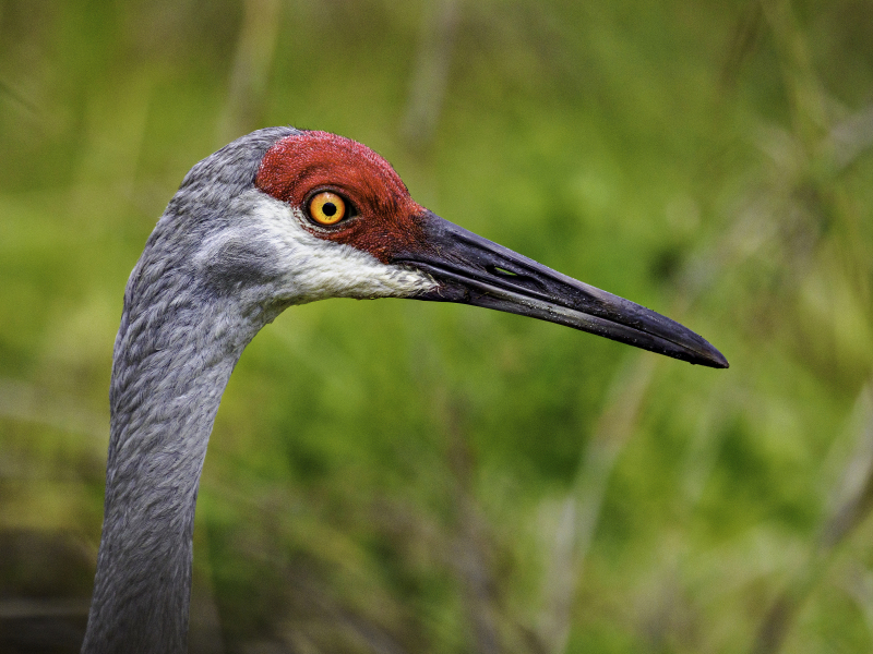 sandhillcrane-5-18-2025