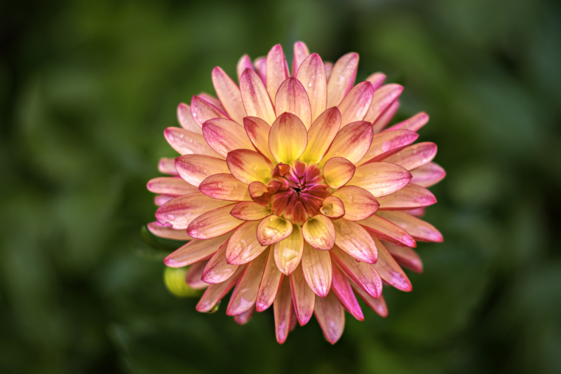 Dahlia bloom showing the Helios 44-2 lens swirly bokeh