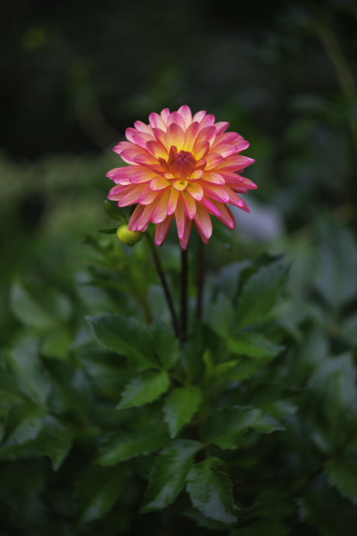 Dahlia flower photographed with a Helios 44-2 lens