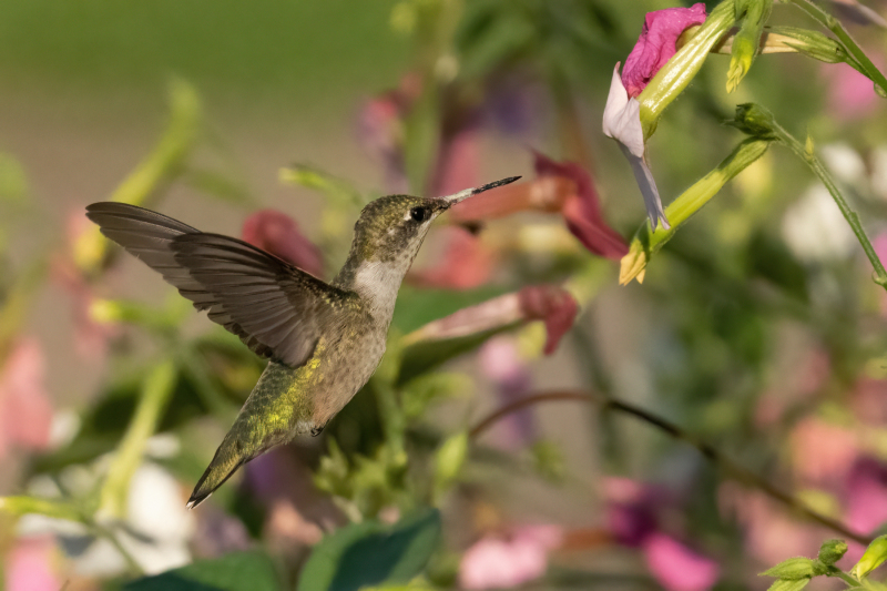 HUMMINGBIRD-1-9-12-2021