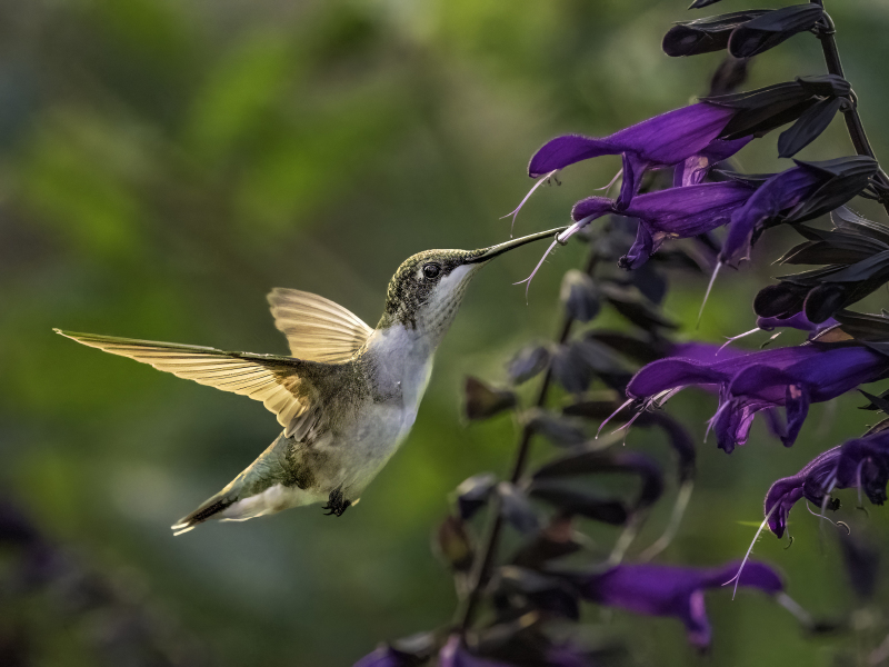 hummer-10jpg