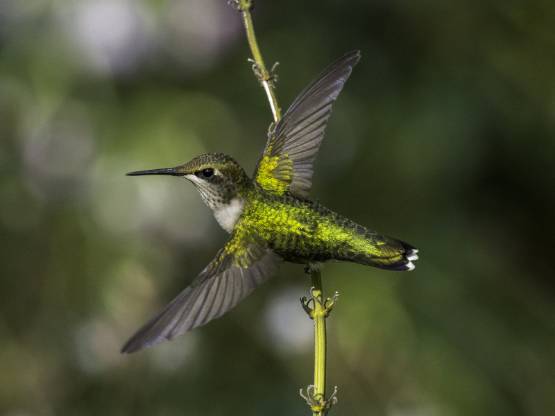 hummer-5-9-13-2024