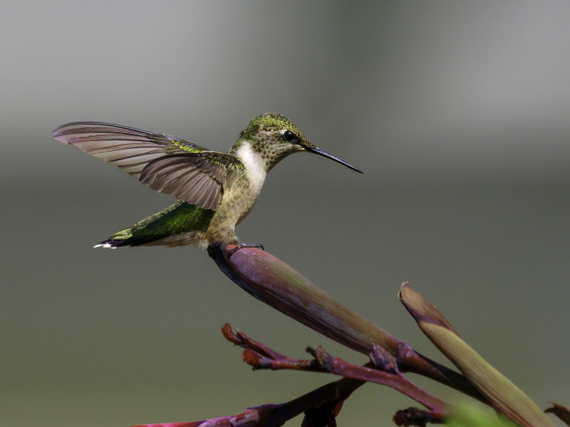 hummer-9-13-2024-landing