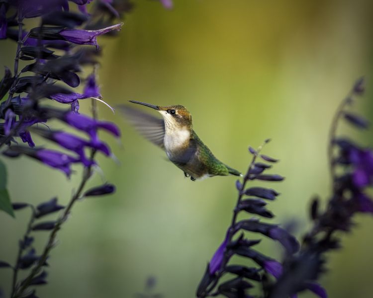 hummingbird-10