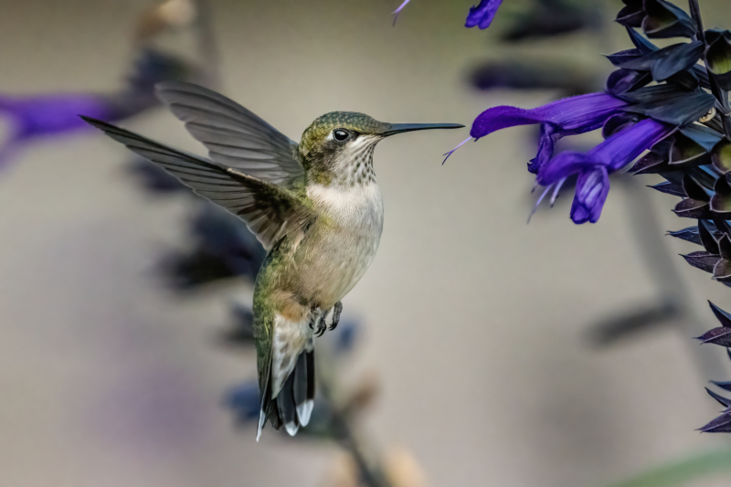 hummingbird-2-9-15-2021