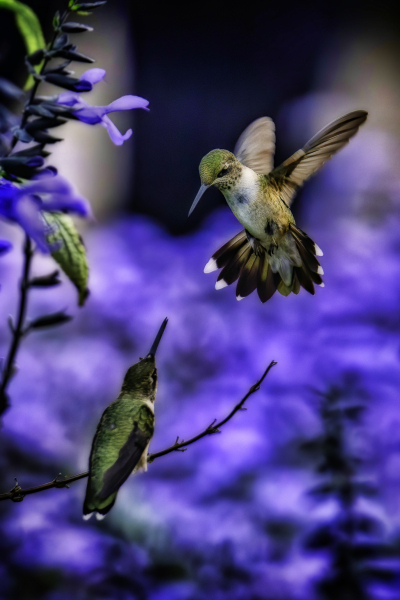 hummingbird-2019-best-2