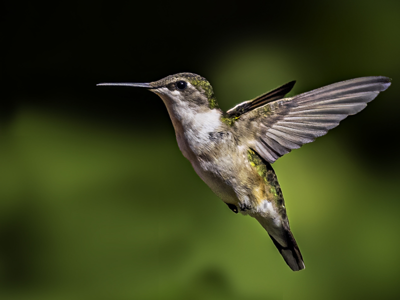 hummingbird-8-31-2024