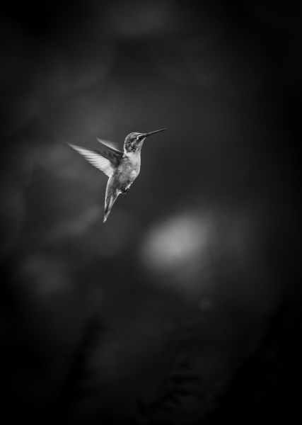 hummingbird-bw