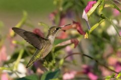 Hummingbird hovering near a feeder