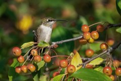 Hummingbird hovering with wings blurred