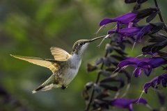 Close-up of a hummingbird in flight