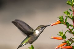 Hummingbird darting between blossoms