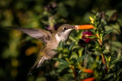 Hummingbird approaching a flower