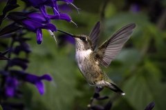 Hummingbird perched on a thin branch