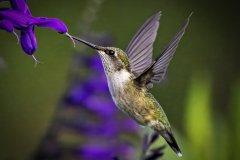 Hummingbird in flight against a green background