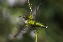 Hummingbird beating its wings in flight