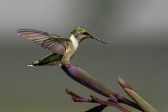 Hummingbird coming in to land