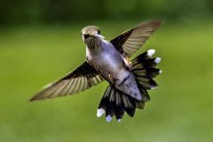 Startled hummingbird with wings spread