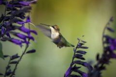 Hummingbird drinking nectar from a flower