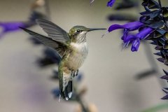 Hummingbird feeding at a bright blossom