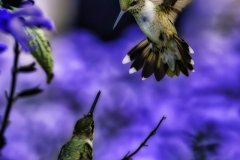 Hummingbird perched among leaves