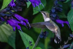 Hummingbird in flight near red flowers