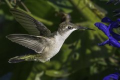 Hummingbird feeding at a flower